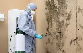 Professional Mold Prevention & Removal  in New Rockford, ND